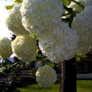 Meet your Posher, Diona